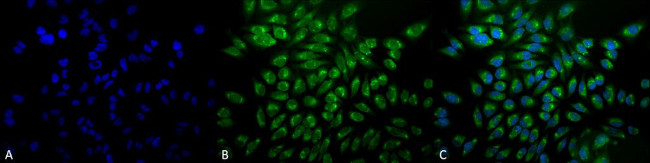 GRP78 Antibody in Immunocytochemistry (ICC/IF)