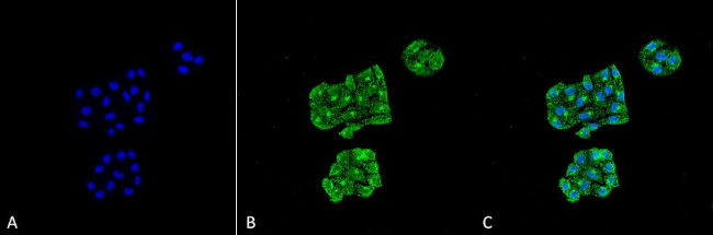 GRP78 Antibody in Immunocytochemistry (ICC/IF)