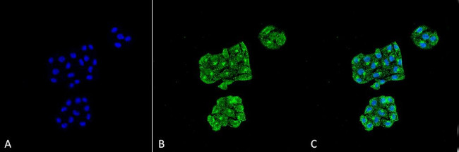 GRP78 Antibody in Immunocytochemistry (ICC/IF)