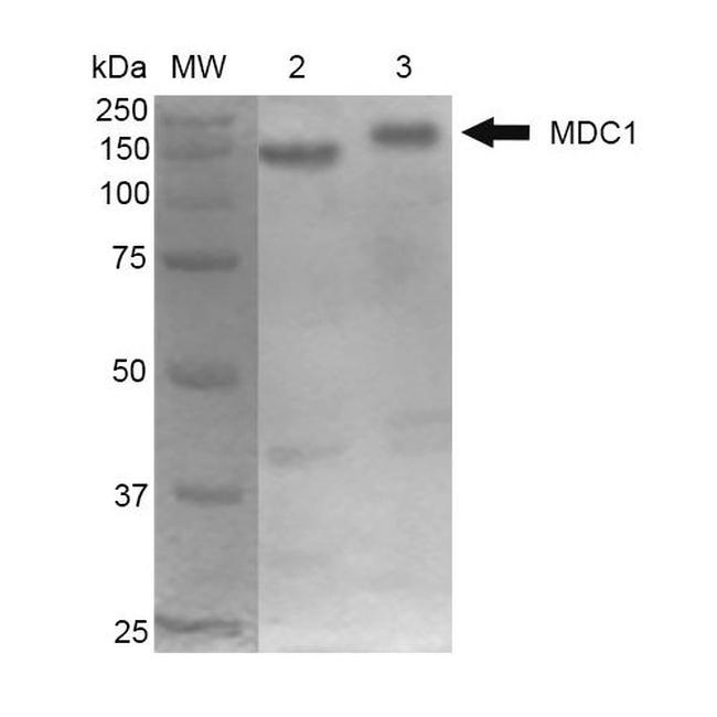MDC1 Antibody in Western Blot (WB)