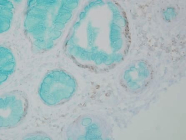 DNMT1 Antibody in Immunohistochemistry (PFA fixed) (IHC (PFA))