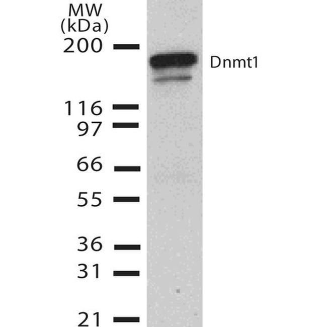 DNMT1 Antibody in Western Blot (WB)