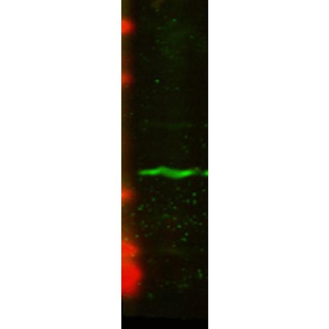 CENPA Antibody in Western Blot (WB)