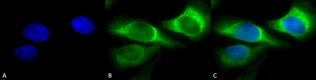 SERPINH1 Antibody in Immunocytochemistry (ICC/IF)