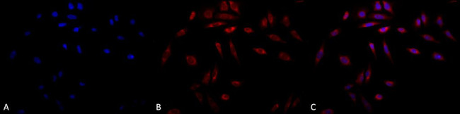 SERPINH1 Antibody in Immunocytochemistry (ICC/IF)