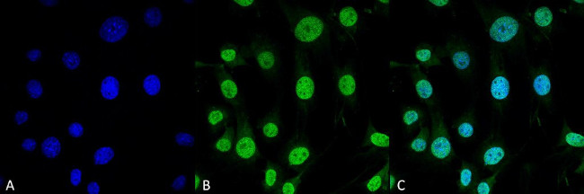 TRAP1 Antibody in Immunocytochemistry (ICC/IF)