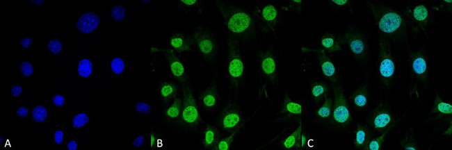 TRAP1 Antibody in Immunocytochemistry (ICC/IF)