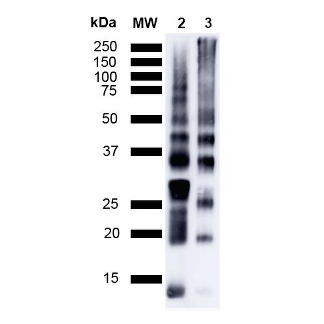 Ubiquitin Antibody in Western Blot (WB)