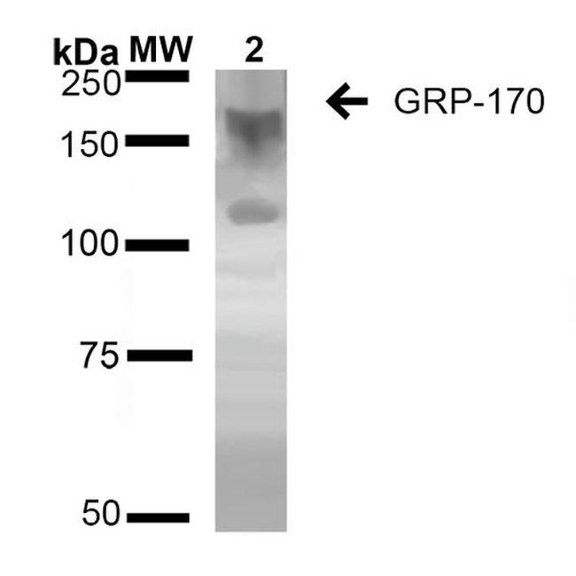 HYOU1 Antibody in Western Blot (WB)