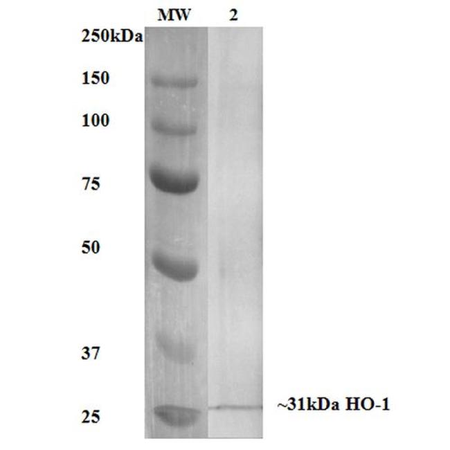 HO-1 Antibody in Western Blot (WB)