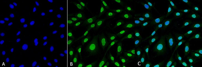 HO-1 Antibody in Immunocytochemistry (ICC/IF)