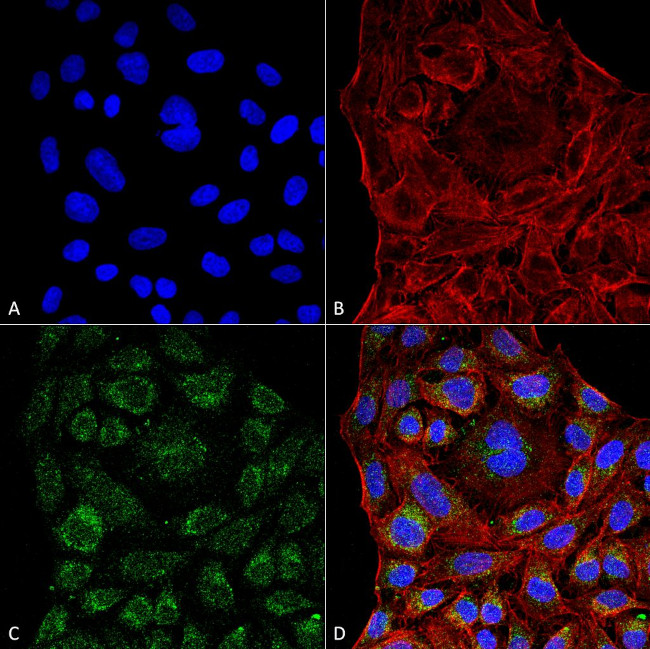 ERp57 Antibody in Immunocytochemistry (ICC/IF)