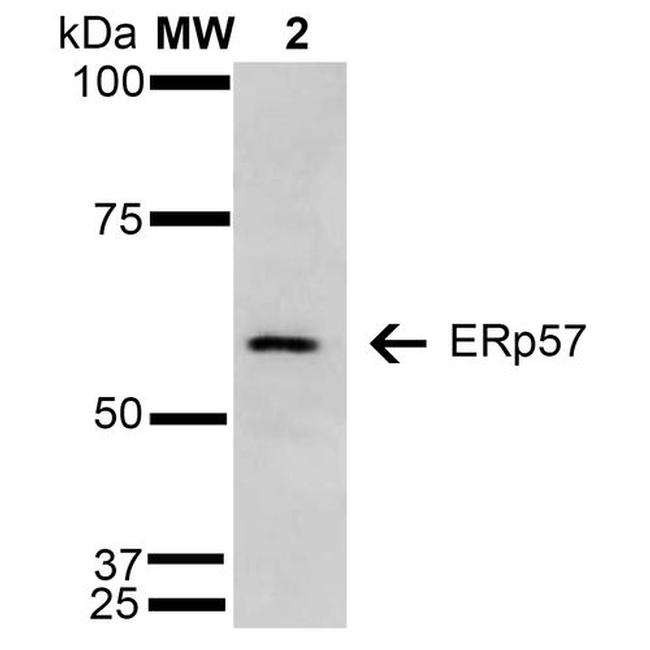 ERp57 Antibody in Western Blot (WB)