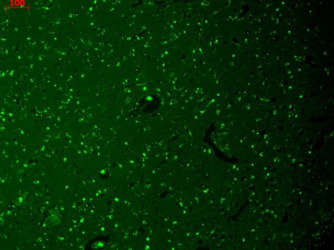 HCN1 Antibody in Immunohistochemistry (Paraffin) (IHC (P))