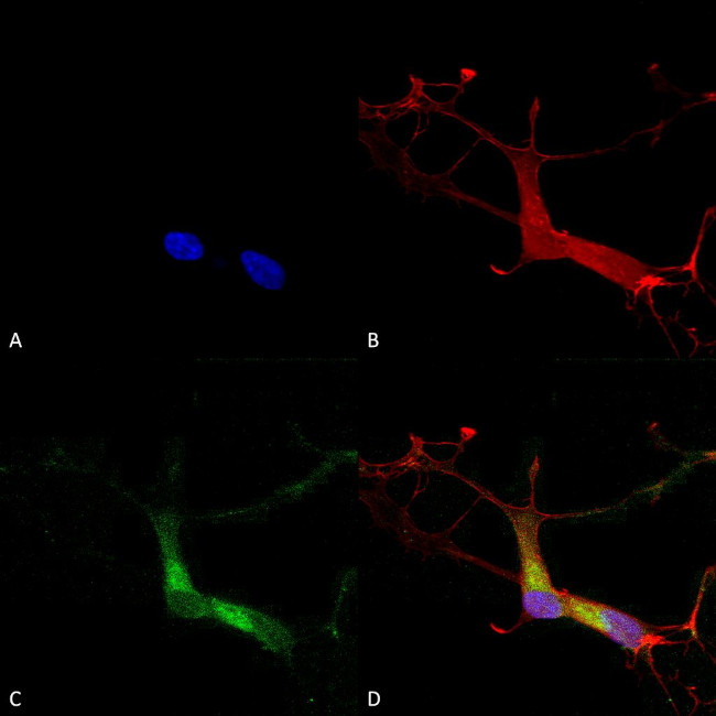 HCN1 Antibody in Immunocytochemistry (ICC/IF)