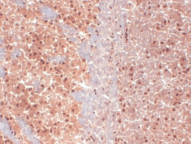 HCN1 Antibody in Immunohistochemistry (PFA fixed) (IHC (PFA))