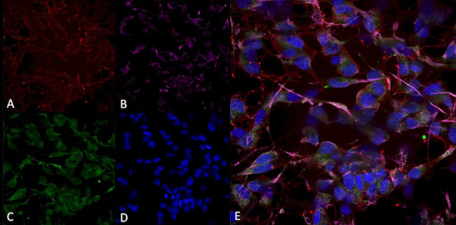 HCN2 Antibody in Immunocytochemistry (ICC/IF)