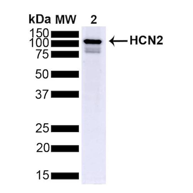 HCN2 Antibody in Western Blot (WB)