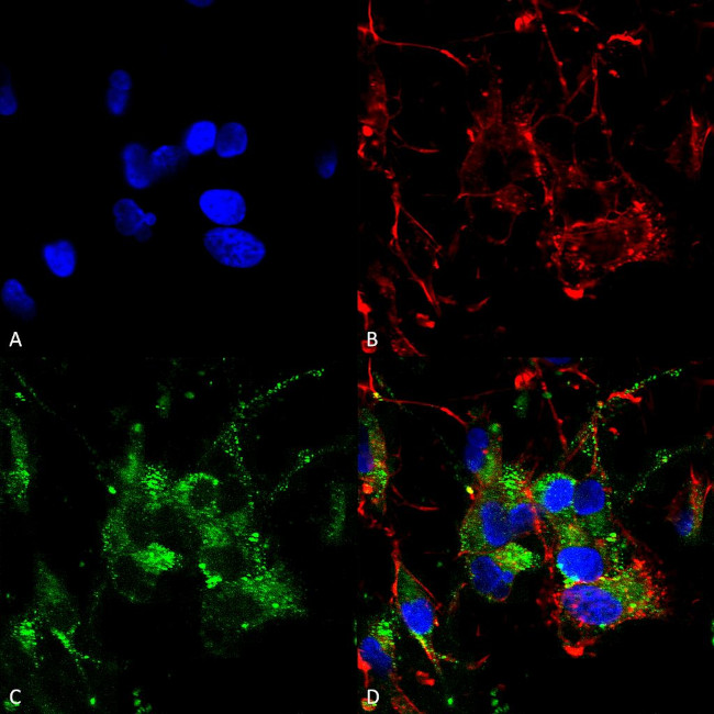 HCN2 Antibody in Immunocytochemistry (ICC/IF)