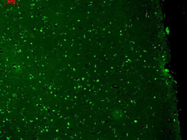 KCNQ1 Antibody in Immunohistochemistry (Paraffin) (IHC (P))