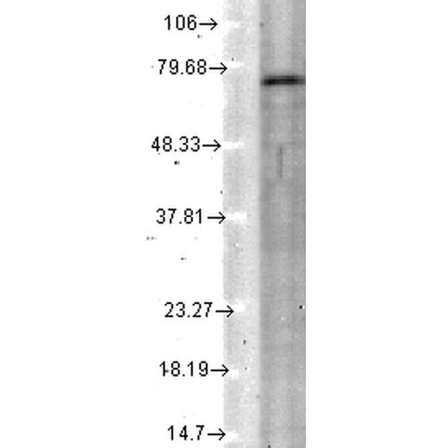 KCNQ4 Antibody in Western Blot (WB)