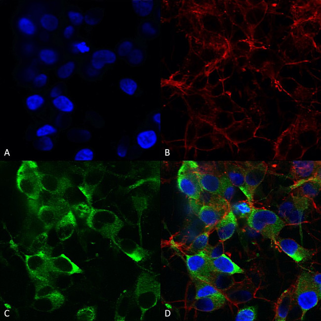 Slo2.2 Antibody in Immunocytochemistry (ICC/IF)