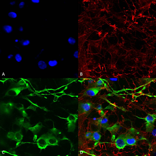 KCC2 Antibody in Immunocytochemistry (ICC/IF)