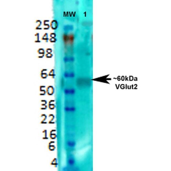 VGLUT2 Antibody in Western Blot (WB)