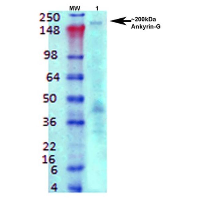 Ankyrin G Antibody in Western Blot (WB)