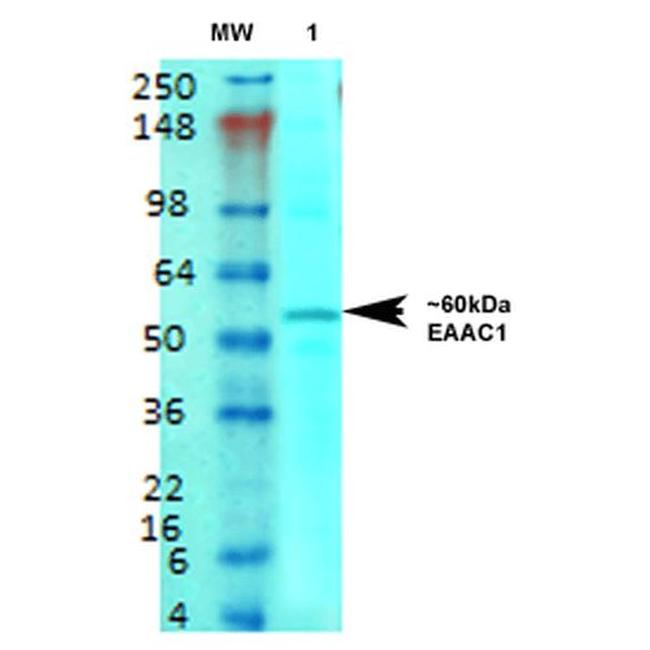 EAAC1 Antibody in Western Blot (WB)