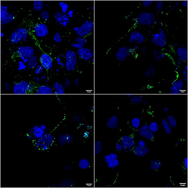 LRP4 Antibody in Immunocytochemistry (ICC/IF)