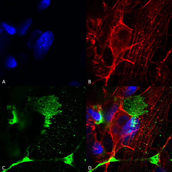 LRP4 Antibody in Immunocytochemistry (ICC/IF)