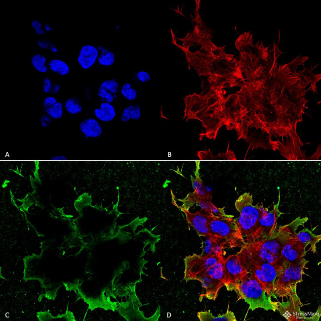 LRP4 Antibody in Immunocytochemistry (ICC/IF)