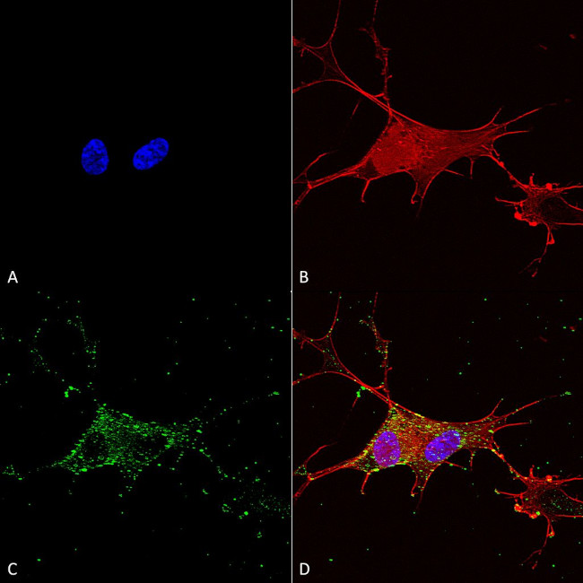 Synaptotagmin 7 Antibody in Immunocytochemistry (ICC/IF)