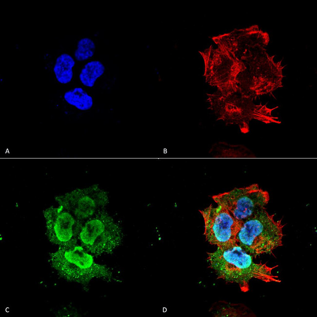 Synaptotagmin 7 Antibody in Immunocytochemistry (ICC/IF)