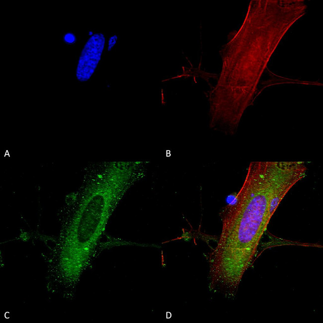 NMDAR2A Antibody in Immunocytochemistry (ICC/IF)