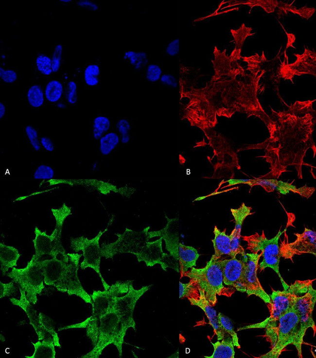 PTPRF Antibody in Immunocytochemistry (ICC/IF)