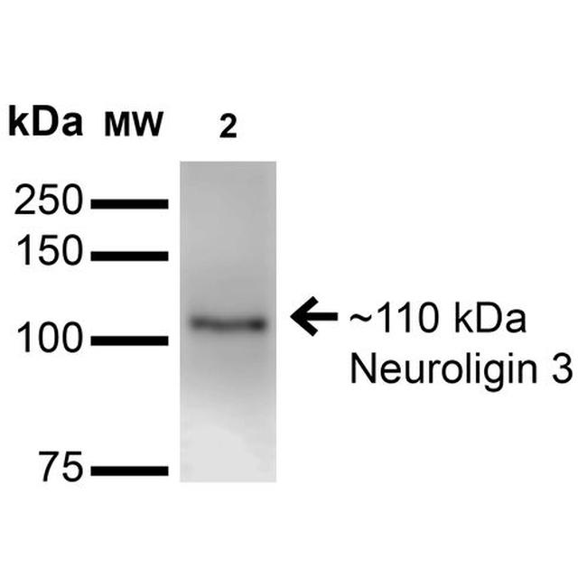 NLGN3 Antibody in Western Blot (WB)