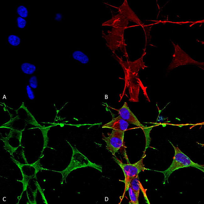 NLGN3 Antibody in Immunocytochemistry (ICC/IF)