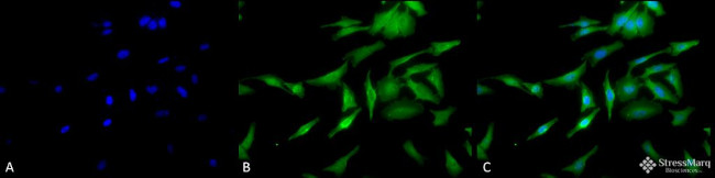 HSF1 Antibody in Immunocytochemistry (ICC/IF)