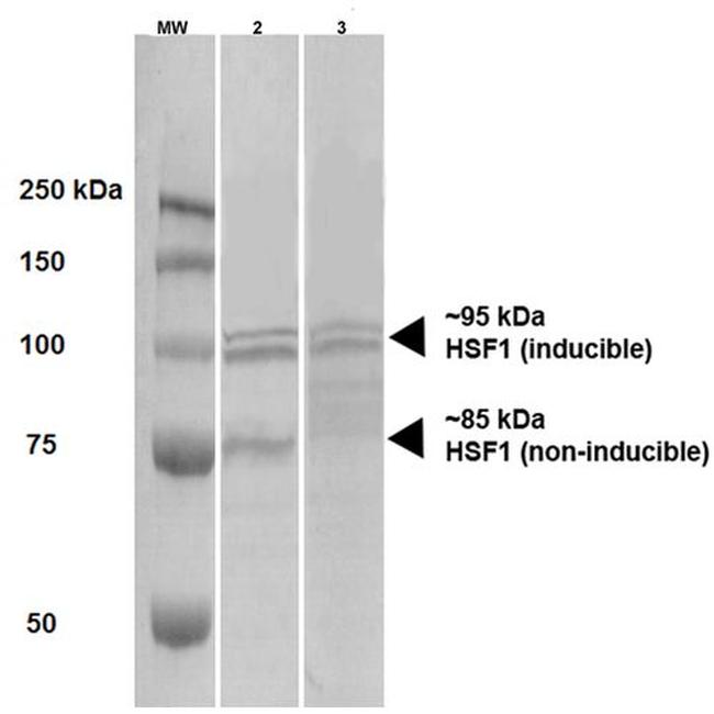 HSF1 Antibody in Western Blot (WB)