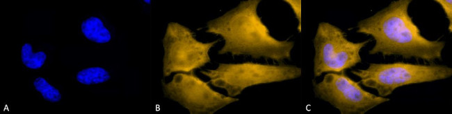 HSF1 Antibody in Immunocytochemistry (ICC/IF)