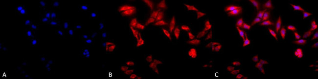 TCP1 Antibody in Immunocytochemistry (ICC/IF)