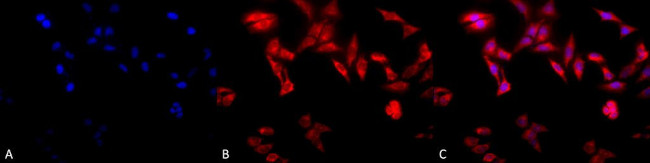 TCP1 Antibody in Immunocytochemistry (ICC/IF)