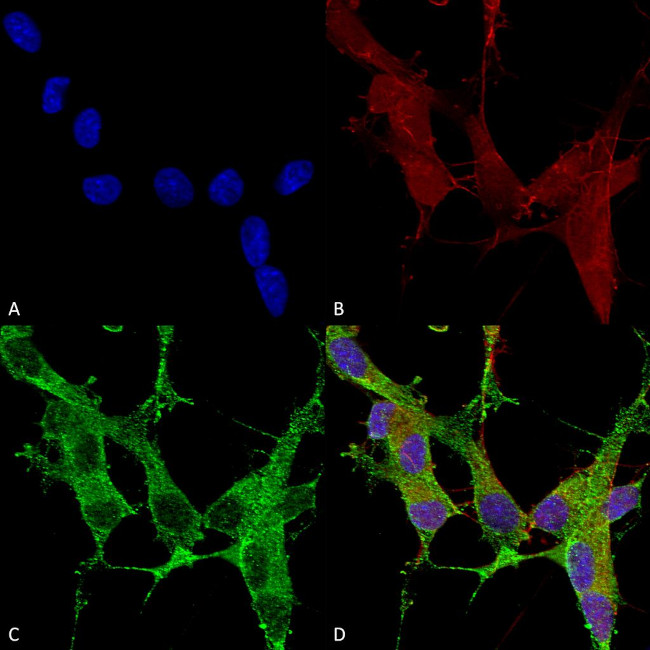 Spectrin beta-4 Antibody in Immunocytochemistry (ICC/IF)