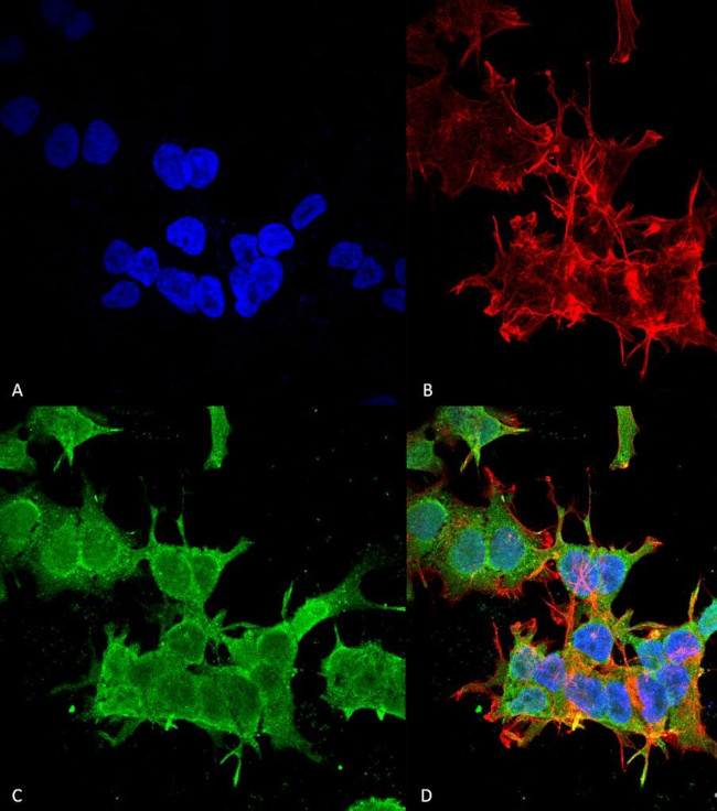 Spectrin beta-4 Antibody in Immunocytochemistry (ICC/IF)