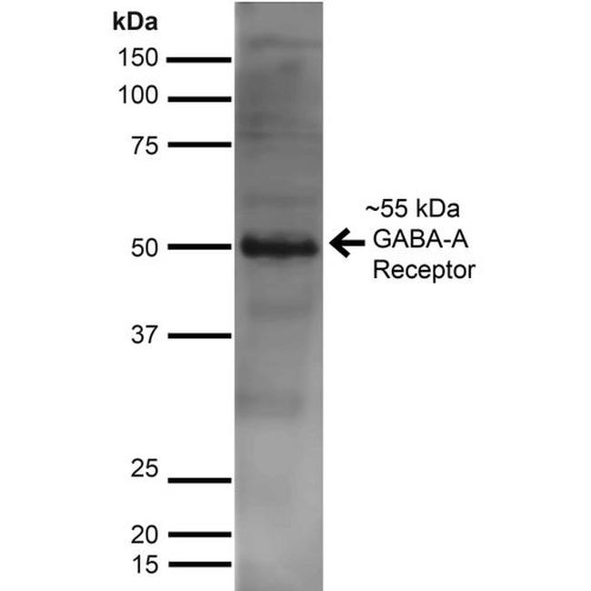 GABRA2 Antibody in Western Blot (WB)