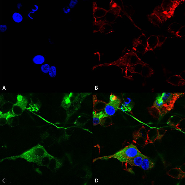 GABRA2 Antibody in Immunocytochemistry (ICC/IF)