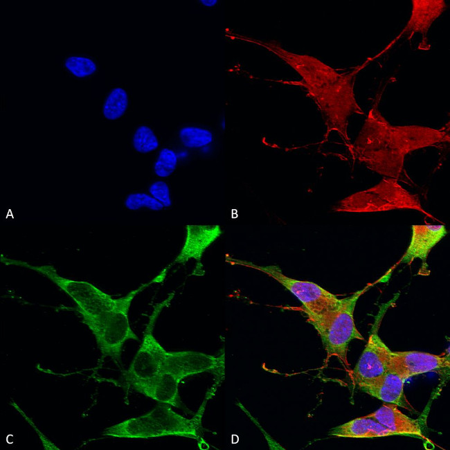 Ankyrin 1 Antibody in Immunocytochemistry (ICC/IF)