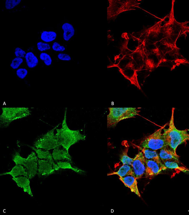 GABRA4 Antibody in Immunocytochemistry (ICC/IF)